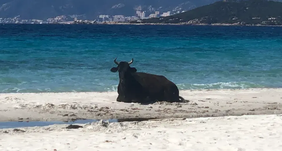 Vaches corses historiques sur la plage et alentours